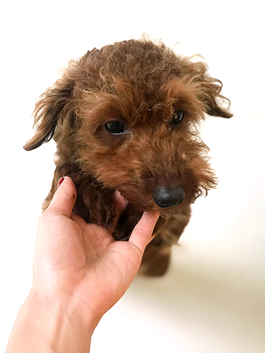 ヴィヴィアン、だいぶ毛が増えたね