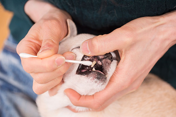 『チワワスタイル』から