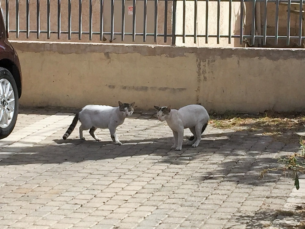 「明日のシャバットなにしよっか？」「ゲーセンでも行く？」