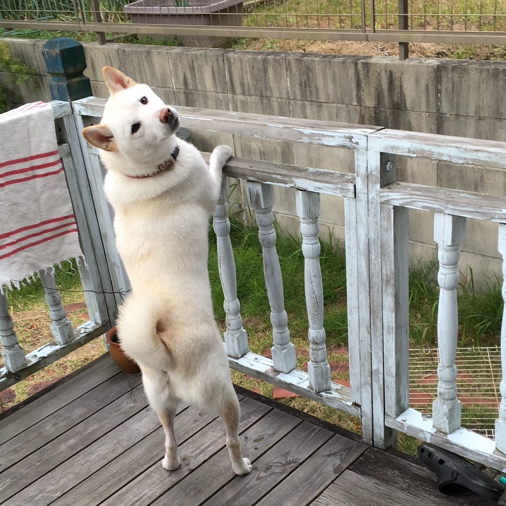 大人気 白柴さなちゃんがふりむいた あなたの愛犬も募集 Sippo