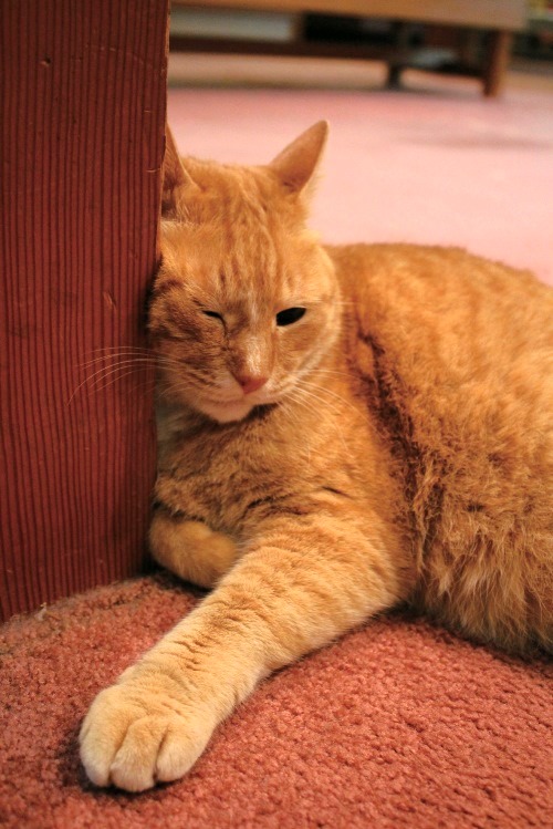 四万温泉「鍾寿館」みゃあみゃあ　写真＝伴田良輔