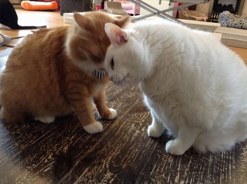 「マツコ」に初めてできた友だち「ポン」（辰巳出版/キャットラウンジＭＥ)