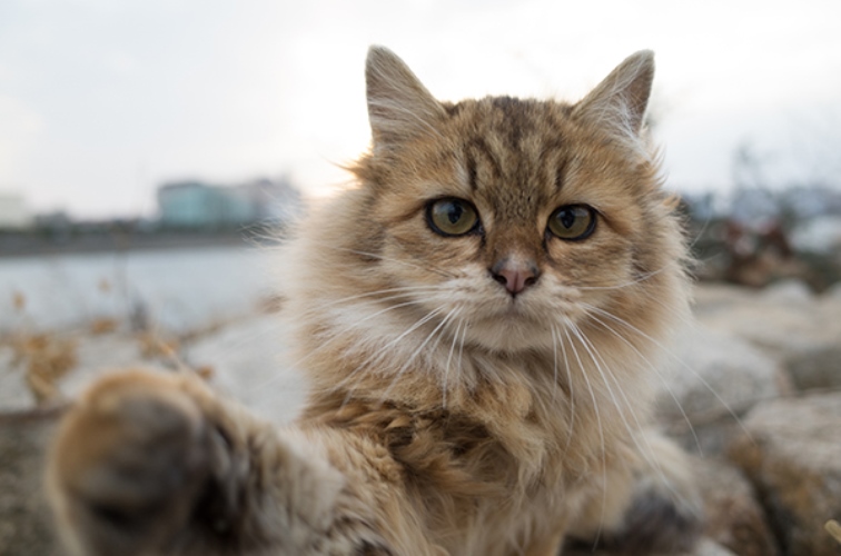 写真＝あおいとり　（デジタルカメラマガジン）