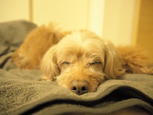 そっと寄り添いこの寝顔。まるで天使！