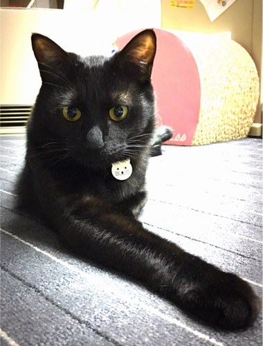 ３本足でも自由に動くまさる