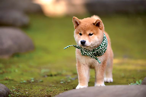 １４代目豆助（２０１４年１０月～１５年３月）＝テレビ大阪提供