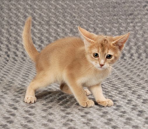 「なぜ？の図鑑」学研プラス提供