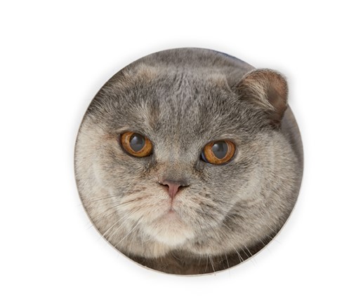 今日のように築地へ打っちゃられに行った猫が無事に帰宅せん間はむやみに飛び込む訳には行かん。