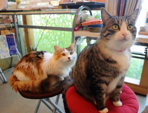 お香専門店の猫店長「ジジ」 ご褒美のまたたびの香りにうっとり | 犬