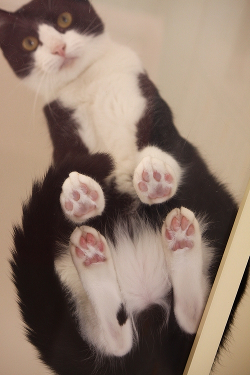 黒白の体にピンクの肉球　萌え　　（辰巳出版/ 芳澤ルミ子）