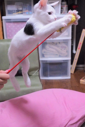 あちょー！ジャンプ力は「いろは」の勝ち。ママは「いろは」が来てから棚の上の整理をはじめた