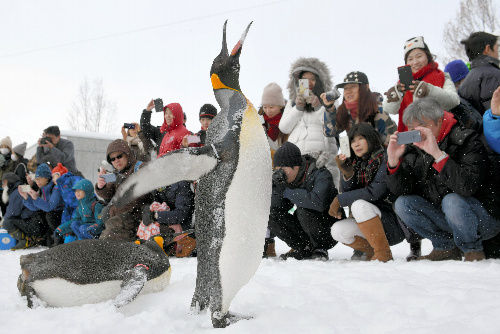 散歩中、来園者に近づくペンギン＝２０１６年１２月、旭川市の旭山動物園