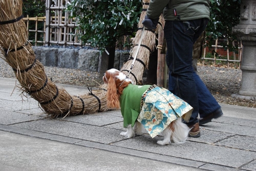 正装したわんちゃんもいます　（市谷亀岡八幡宮）