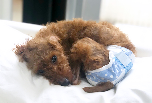 トイレトレーニングがんばろうね