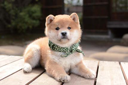 １１代目豆助（２０１３年４月～同年９月）＝テレビ大阪提供