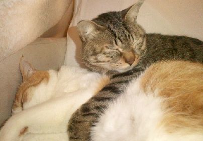 はるまき君と寝る福多朗君（迎えて間もない頃）　写真＝明日香さん