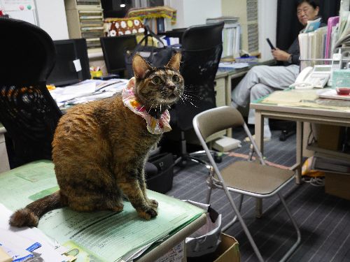 「皆、今日もしっかり、はたらきなさいよー」