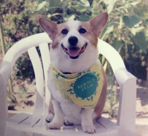 アイちゃんと仲良しだった先代のクララ＝２０００年、田中さん提供