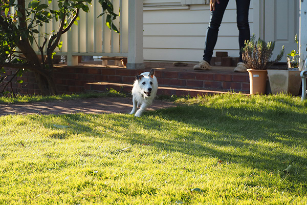 庭を駆け回り、「ヒャッホー！」