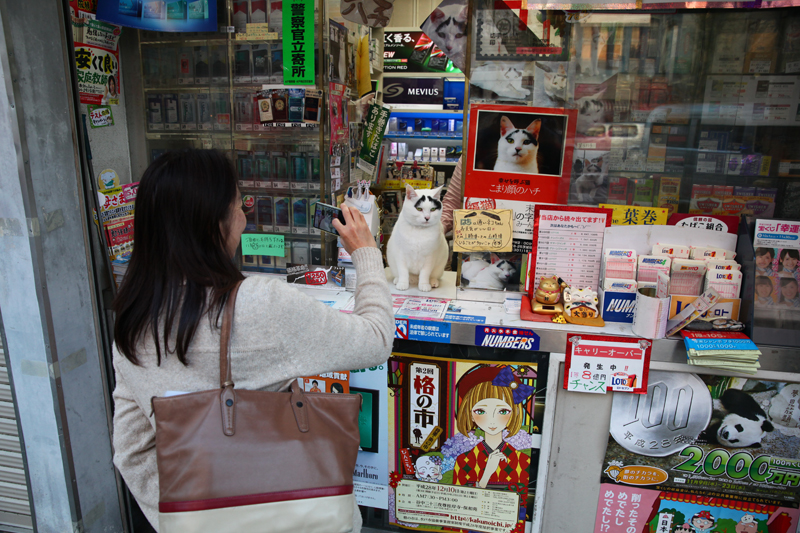 集英社みらい文庫提供