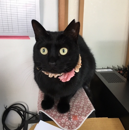 大きな瞳の「まいまい」