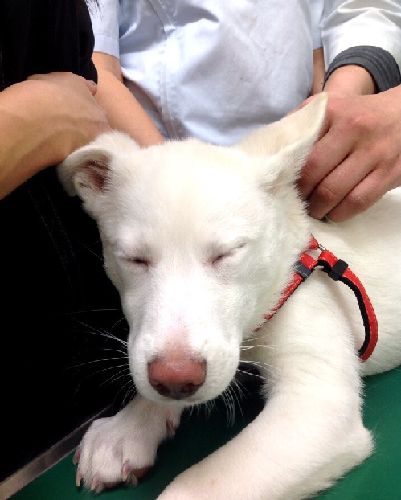 「イタ～、なに今の？」　東京で初めて注射（ワクチン）を打った瞬間