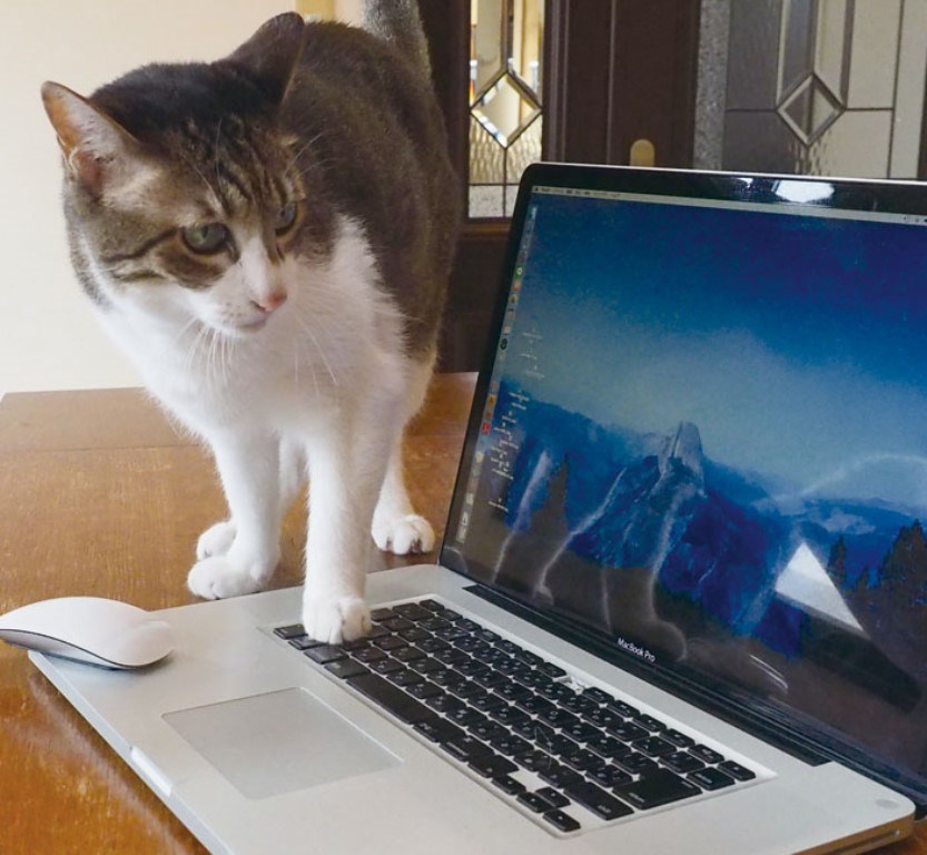 「ねこ検定ガイドBOOK」猫の暮らし（猫の気持ち）より