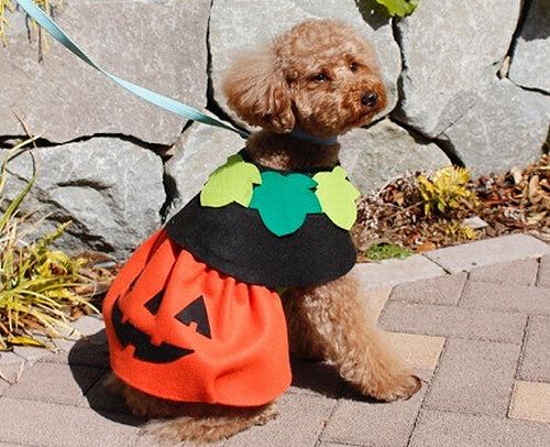 ハロウィン行列にいかが？かぼちゃ服