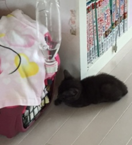 バニラのハウスを覗くミー吉（生後40日頃）