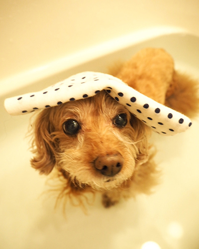 いい湯だな、ワワワン♪