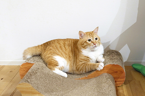 爪研ぎはお気に入りの場所