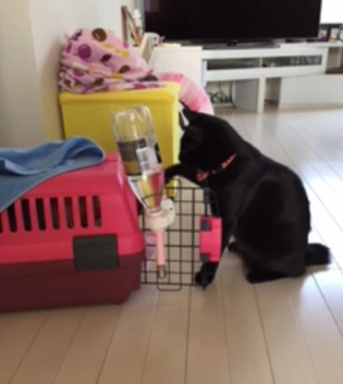 「出ておいでよ」とでもいうように、バニラにコンタクトをとるミー吉