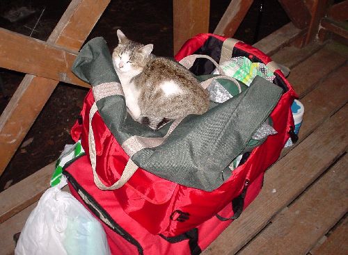 キャンプ場の荷物に飛び込んできたあの瞬間から、愛しい存在だから