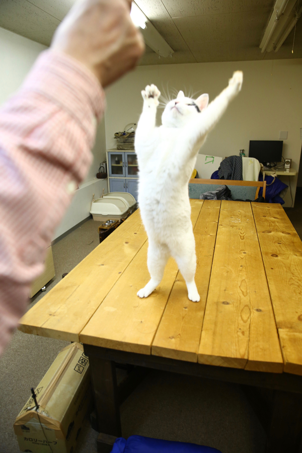 集英社みらい文庫提供