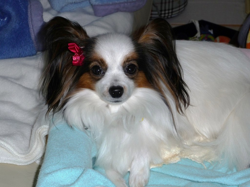 購入後に動脈管開存症だとわかったパピヨン