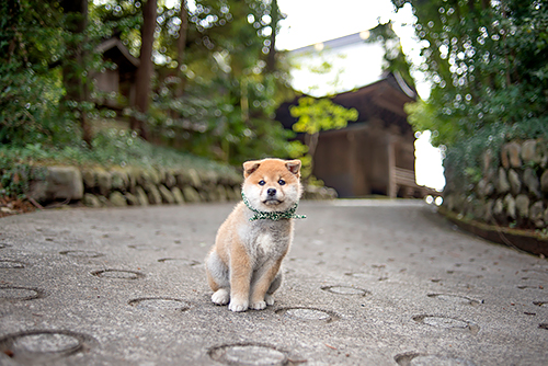 １９代目豆助（２０１７年４月～同年９月）＝テレビ大阪提供