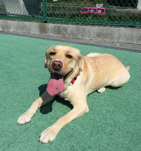 筋肉がついておとなびたサンディ