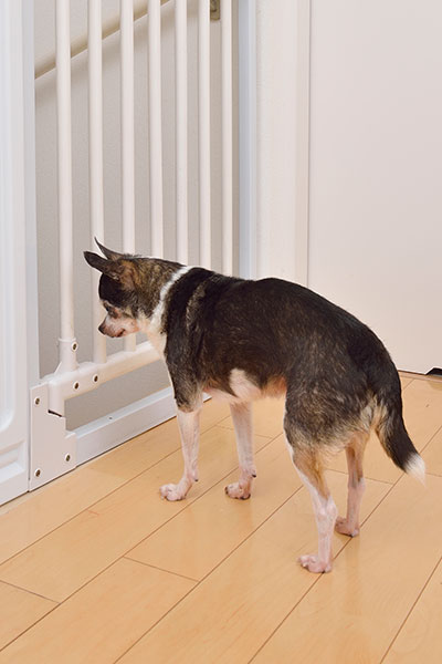 『チワワスタイル』から