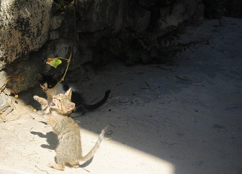 ブドウのつたを「打つべし！」したり…