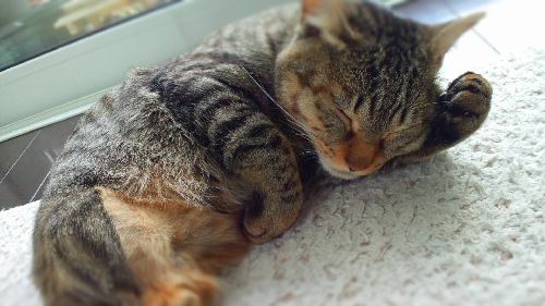 家に来た頃は体も小さかった　写真＝明日香さん