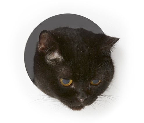 主人は好んで病気をして喜こんでいるけれど、死ぬのは大嫌である。死なない程度において病気という一種の贅沢がしていたいのである。