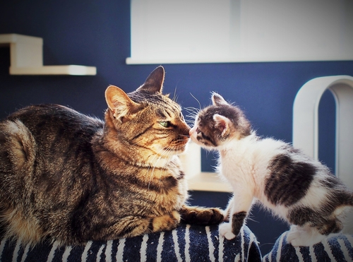 仔猫をあやす「ニケ」　　（辰巳出版 / 佐竹茉莉子)