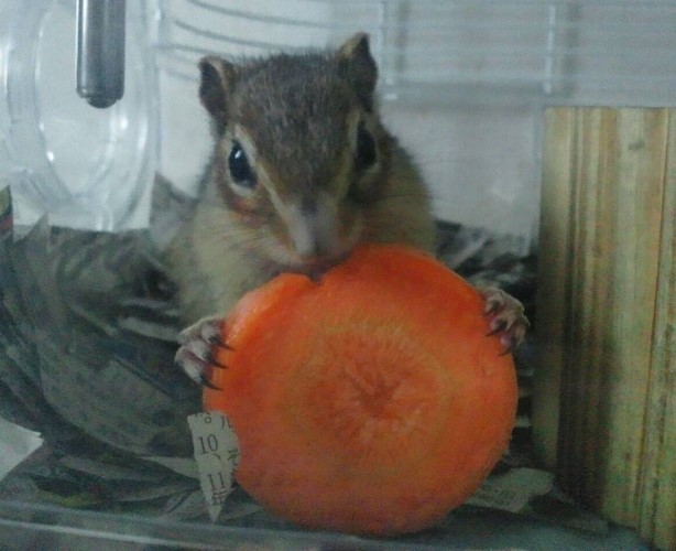 「人参が好きかって？昔くいすぎて今は苦手。何事もやりすぎはダメだね」