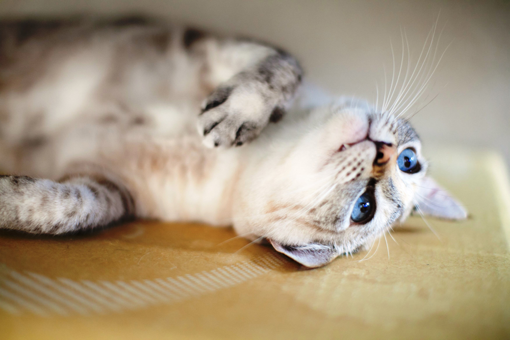 楽天トラベル提供