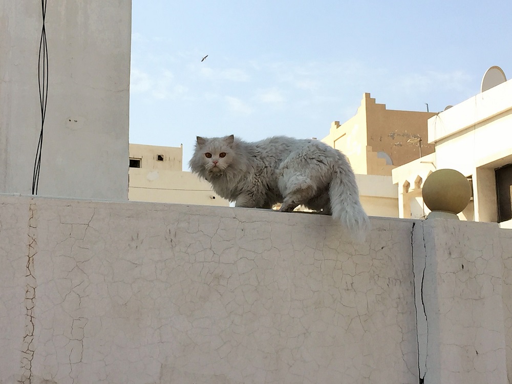 １月の猫さん。ちょっとおデブですね。。。