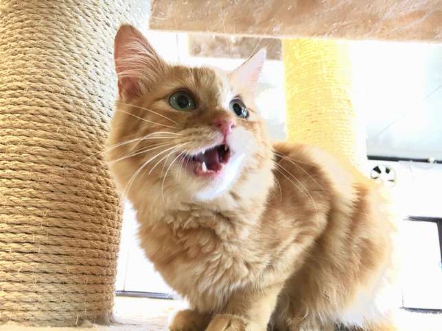 「猫の口が開いているところが、よく撮れましたね」（荻窪さん講評）