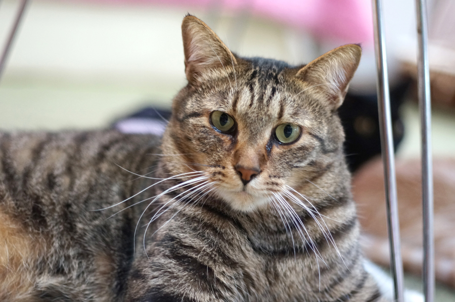 排尿障害から見事な回復をとげたトラマサ。手術や入院にかかった費用は、支援者のカンパですべて賄われた