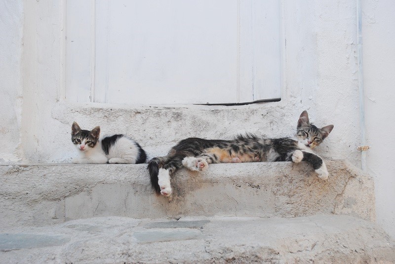 危険が近づいていなければ、授乳期間のお母さんはとろーんとリラックスしています