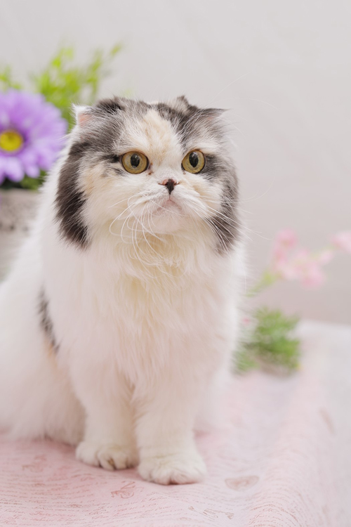 写真協力／ビークラブ猫店