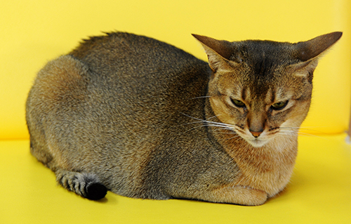 美猫のミク（アビシニアン、メス）